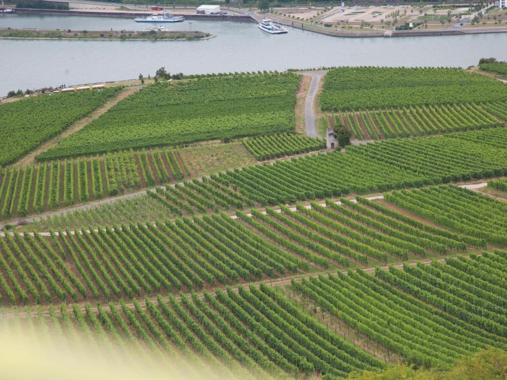Hotel Felsenkeller Rüdesheim am Rhein Εξωτερικό φωτογραφία